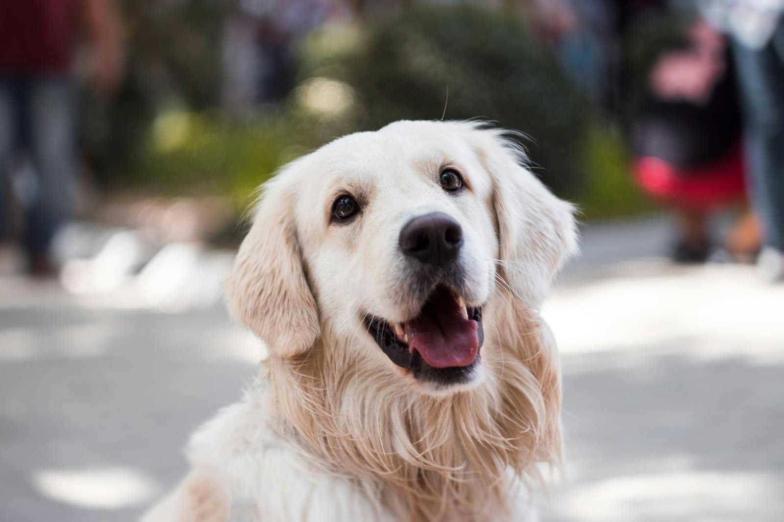 Seguro para animales