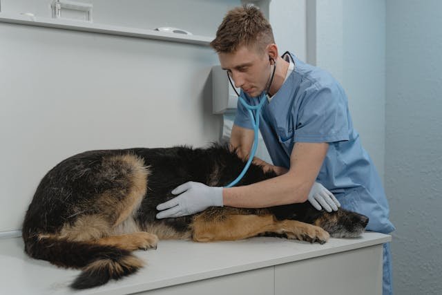 Animal insurance